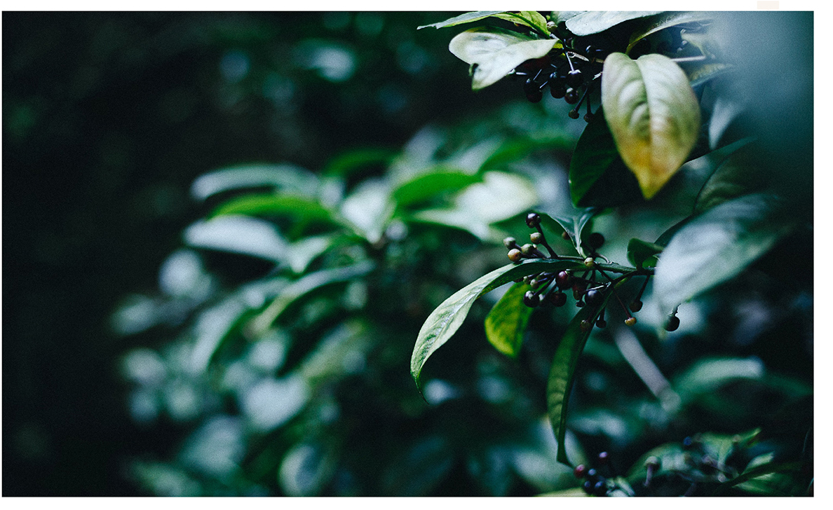 Ӣ���mͤlogo�OӋ��Ʒ���OӋ